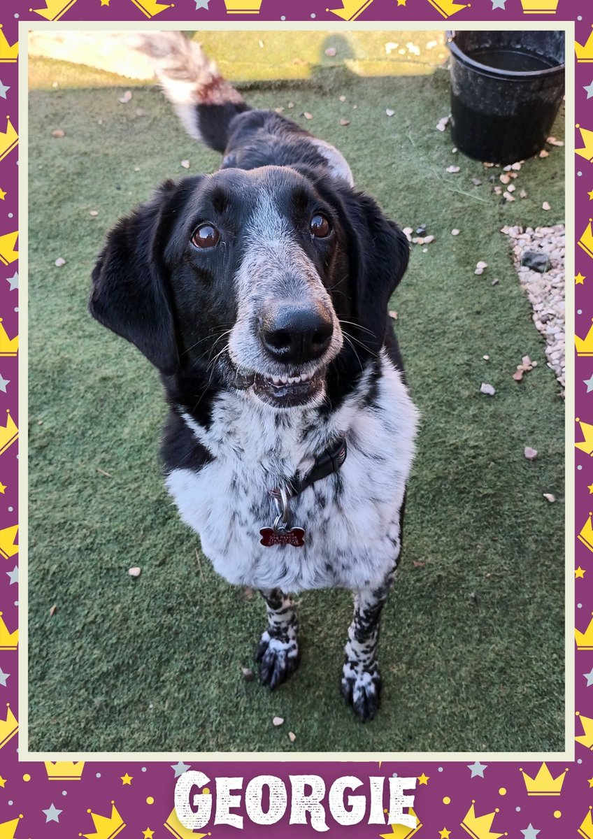 Oakwood Dog Rescue tweet media