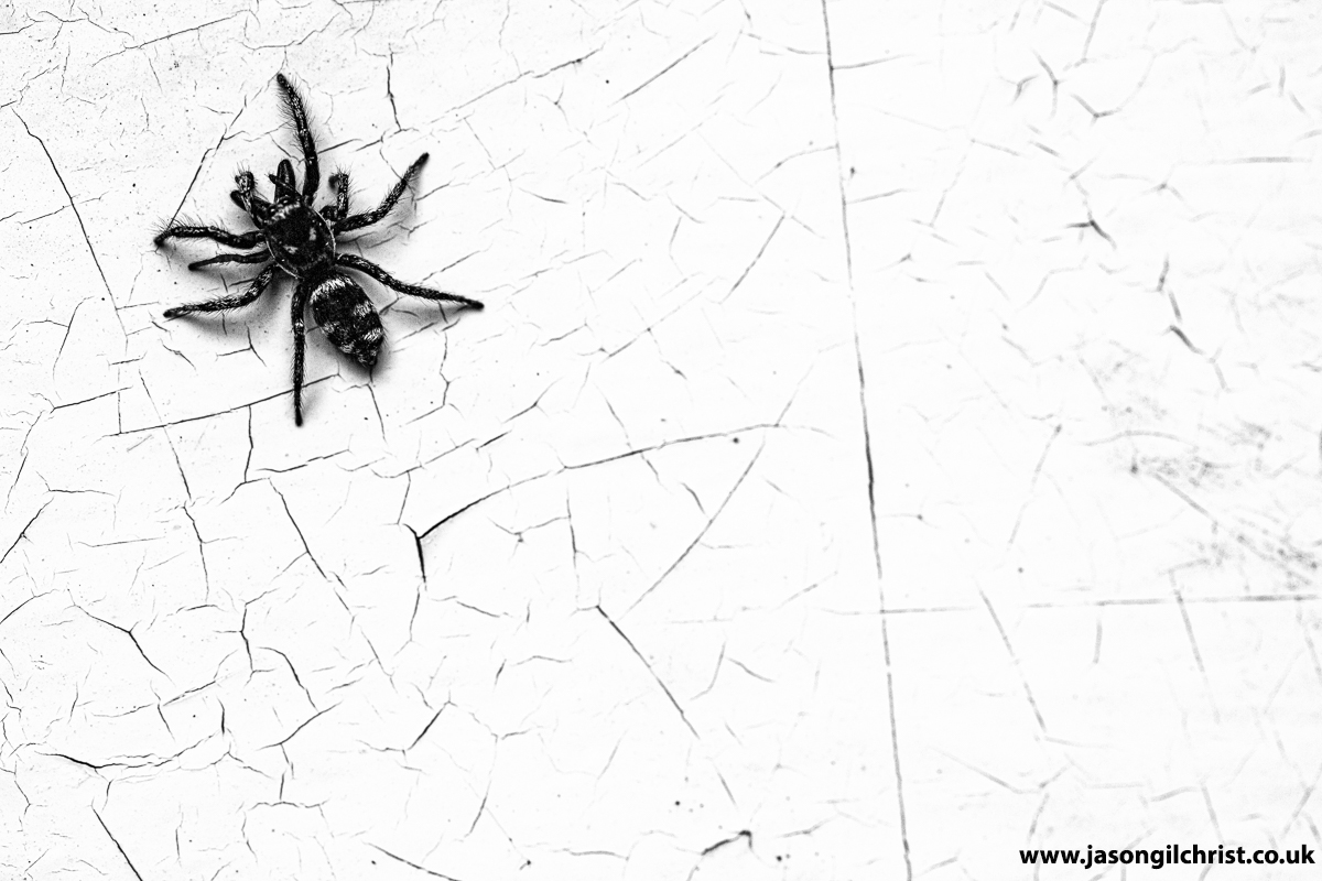 Welcomed @ front door by this wee guy the other day. Salticus scenicus, Zebra jumping spider. 
#ZebraJumpingSpider #Salticusscenicus #ZebraSpider #JumpingSpider #macro #MacroHour #ThePhotoHour #TwitterNatureCommunity #Springwatch #spider #LoveSpiders #SpiderSunday #SundaySpider