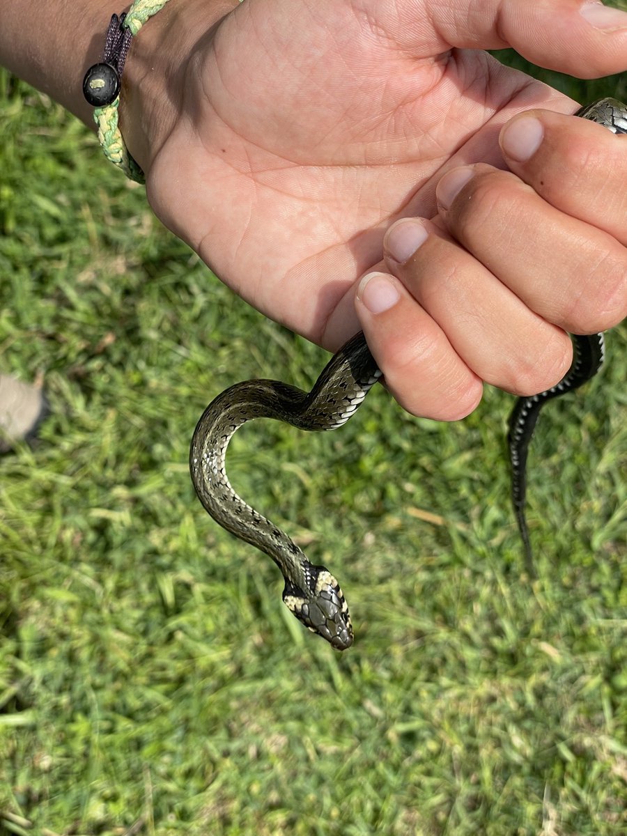 The polymorphic 🐍 grass snakes are thriving in abundance which is great for sample sizes. ☀️ The weather is scorching, but we're staying focused and dedicated. #ReptileResearch #ClimateChange #FieldWork #Herpetology