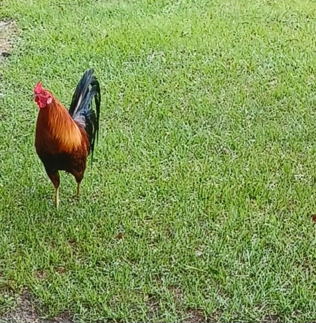 squishykocoa's tweet photo. You sees that rooster in my yard🤣 he showed up weeks ago at our house 🤔 my momma thinks he Kool but I think he's trying to take over🤣 Momma named him Henry and she bought special food for him🤔 does that mean he's in my pack now? Confusion and paranoia are setting in🤣 https://t.co/hSJLJfzKfl