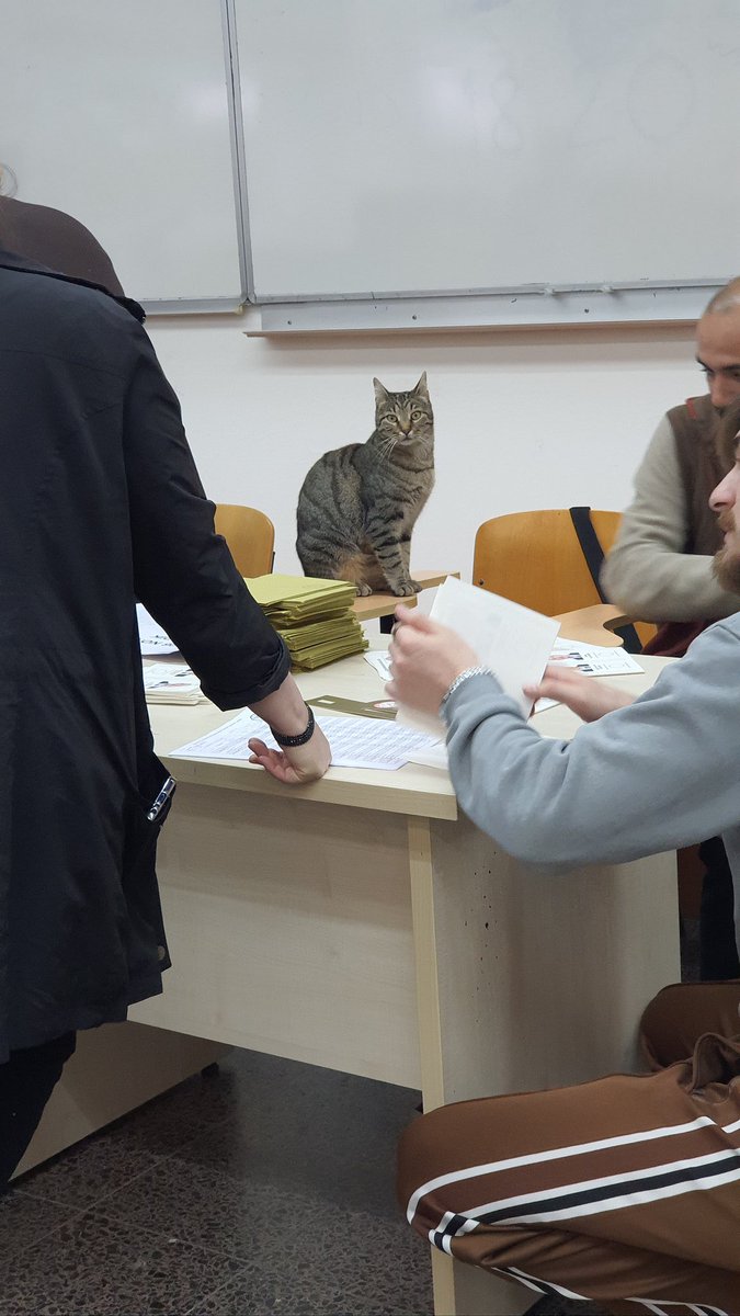 The second round of #PresidentialElections in #tuerkiye are incomplete without their cats 🐱 🤩
#Turkeyelection2023