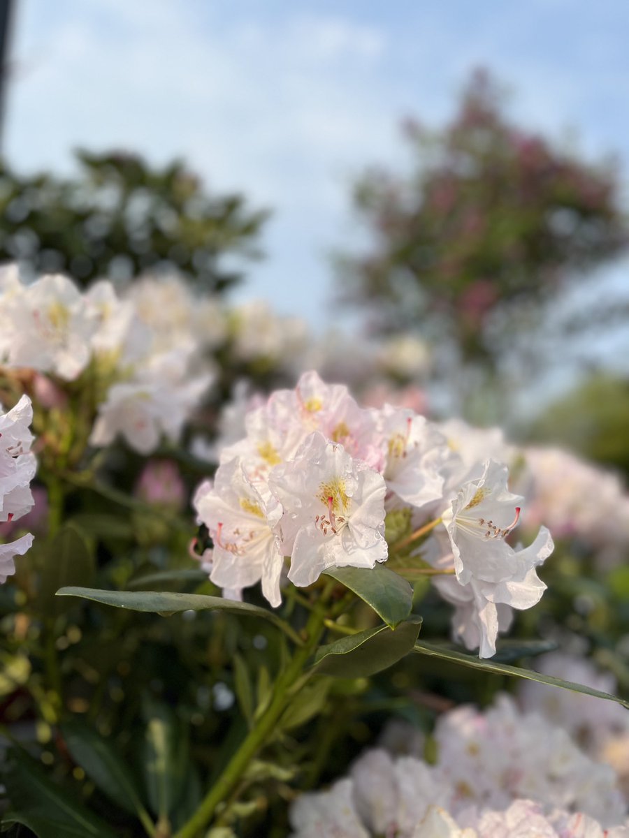 We can’t get over these beautiful blooms😍

English Roseum Rhododendron $39.99
Catawbiense Album $39.99

#dundas #rhododendron #shrubs #flowering #nursery #gardencentre #hollandpark #gardengallery #stationhome