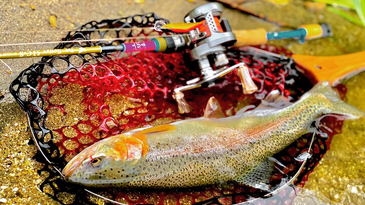 310civic's tweet image. 今日の思い出

・開始早々転けて川にダイブ。
・色んなポイントで4バラシ。
・なんとか40cmの超元気な小太り虹鱒Get

明日の朝も行きたいが最近熊の情報多くて、
ビビってるので誰か一緒に行ってください 笑

#simms #シムス
#shimano #シマノ
#ツララ
#ジェットセッター
#カルカッタコンクエストbfs