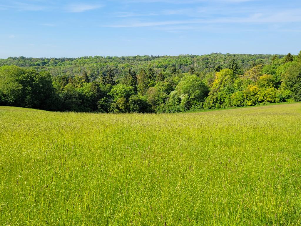 A Chilterns view #Oxfordshire #dogwalking