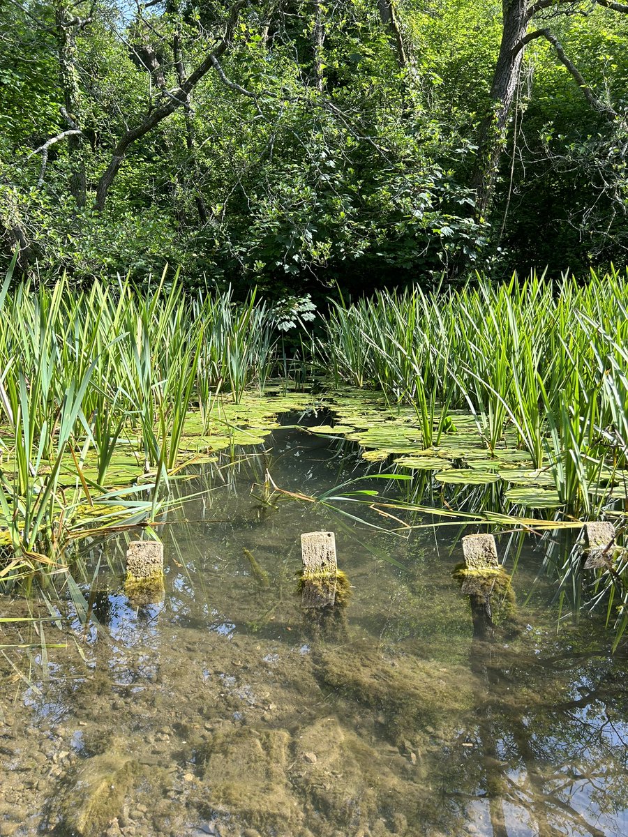 Lovely start to a Sunday <a href="/forestfarmuk/">Forest Farm</a> #Cardiff
