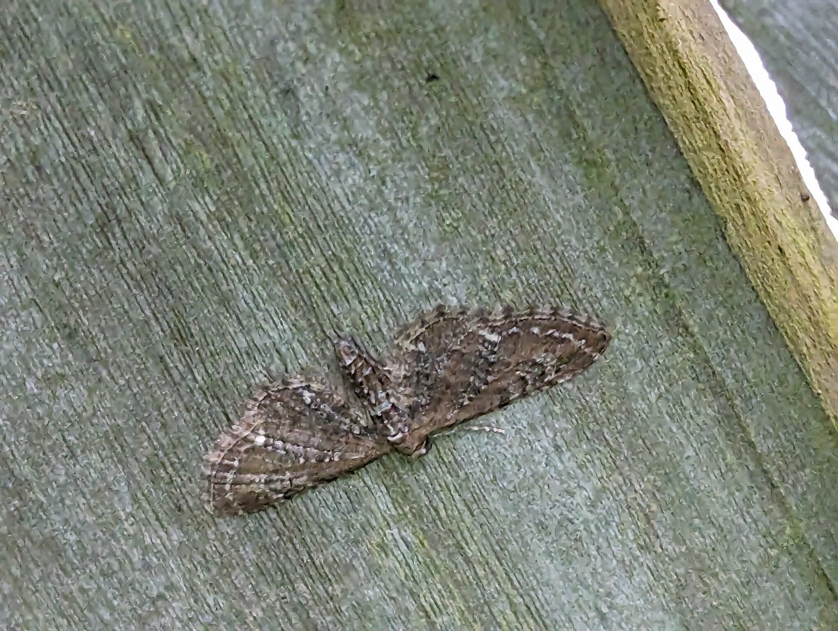 WolfieUpNorth's tweet image. Thankfully 😂 only 2 Pugs. Going 1 Common 2 Mottled @FlyinginFordham @MOTHIDUK #Pugfusion