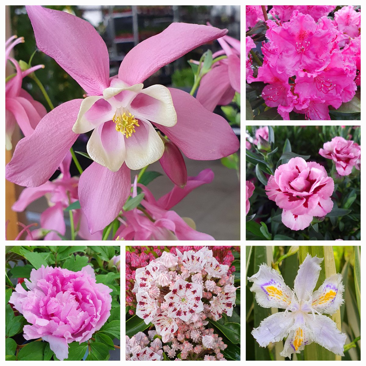 Votre jardinerie <a href="/CapVegetal/">Jardinerie CAP VEGETAL</a> de Lieurey vous accueille Lundi de Pentecôte 9h00-12h00 et 14h00-19h00🌸🌿