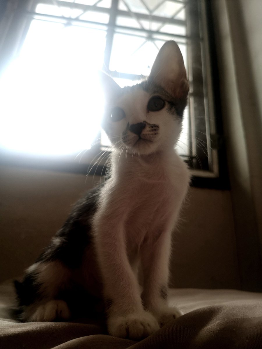 puzzolcat tweet media
