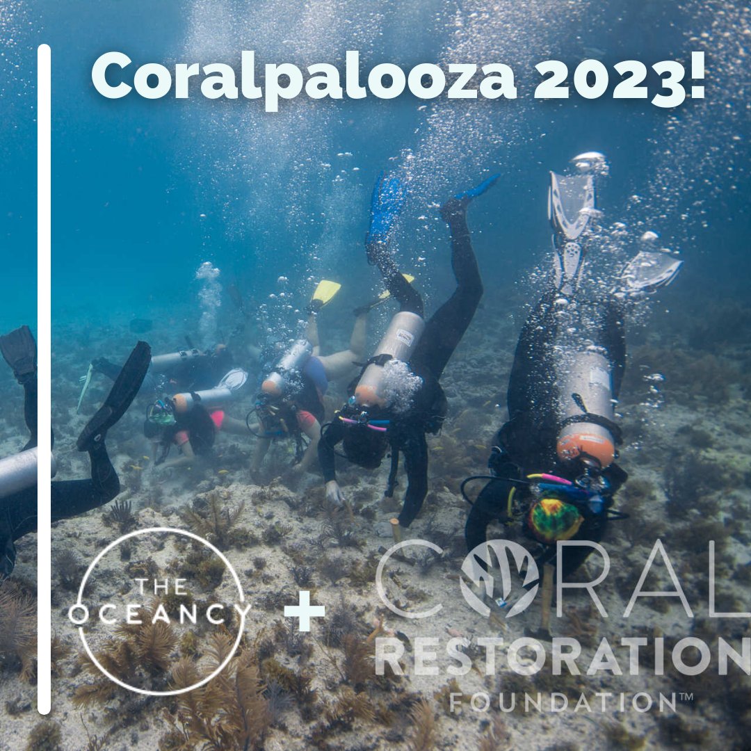 The Oceancy tweet media