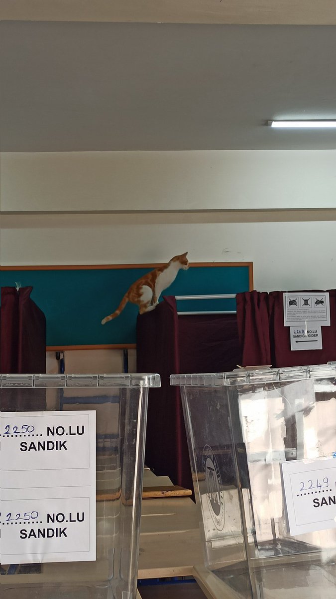 sandık başındaki birkaç kedi serisi