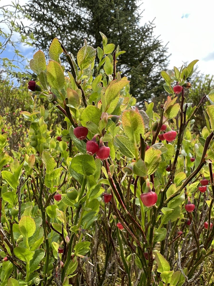 My daughter & I had just stopped to admire this lovely Bilberry when the rest of our party suddenly reappeared looking flustered, they had unexpectedly encountered a small group of naturists on the footpath ahead!!!😱 Thank heavens for botany eh!😉😅
Alwen Resevoir, Denbighshire.