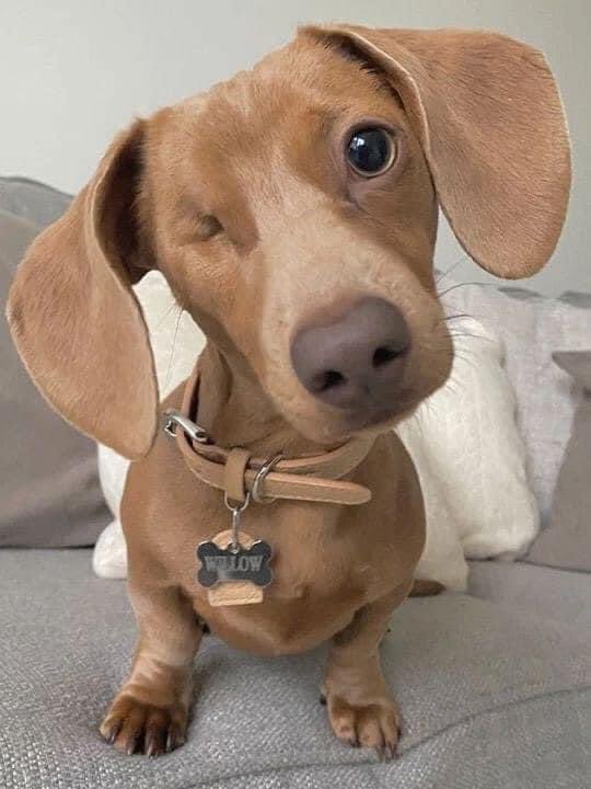 Dogs Lovers tweet media