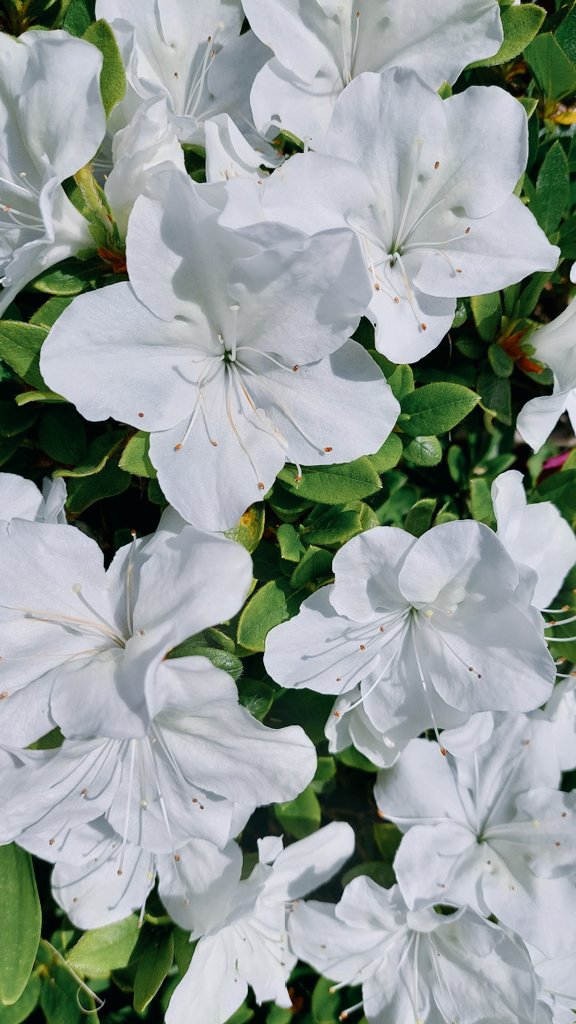 #GoodMorningTwitterWorld #GoodMorningEveryone Hope everyone has a good day!!!!! 😘♥️😍

#Flowers #FLOWER #FlowerPower #flowerphotography #sundayvibes #SundayThoughts #SundayMotivation #naturalbeauty #white