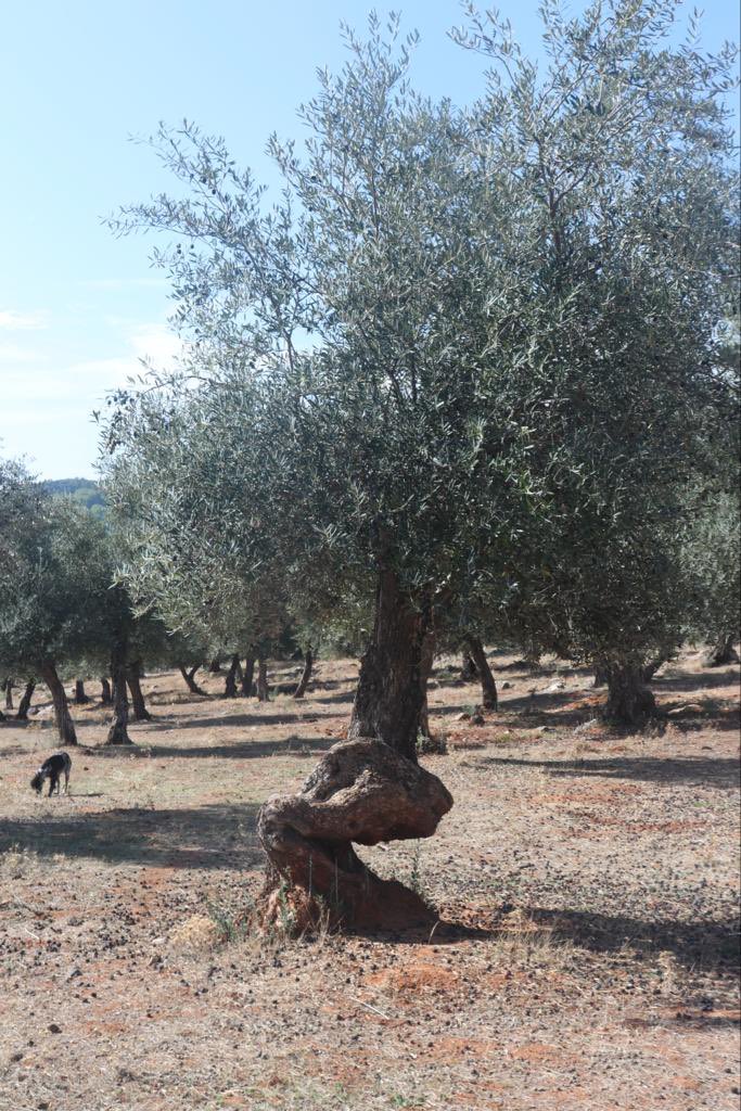 When you daily deal with scoliosis it’s hard to break away. Brace or trunk fusion?