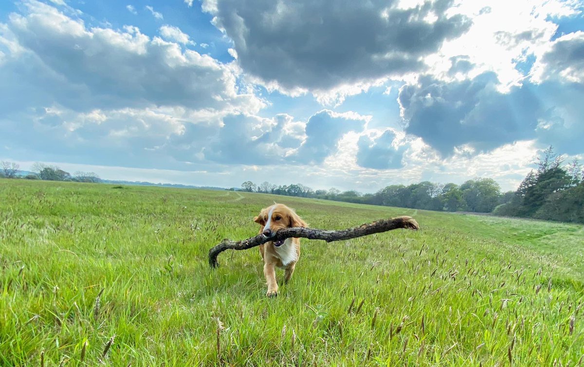 Big stick Sunday. #SundayMorning #SundayFunday