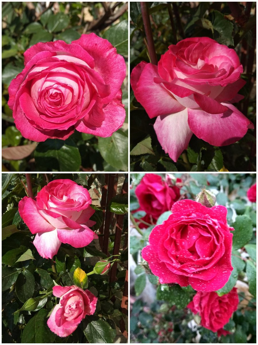 HAPPY SUNDAY AFTERNOON TO ALL OF YOU!!