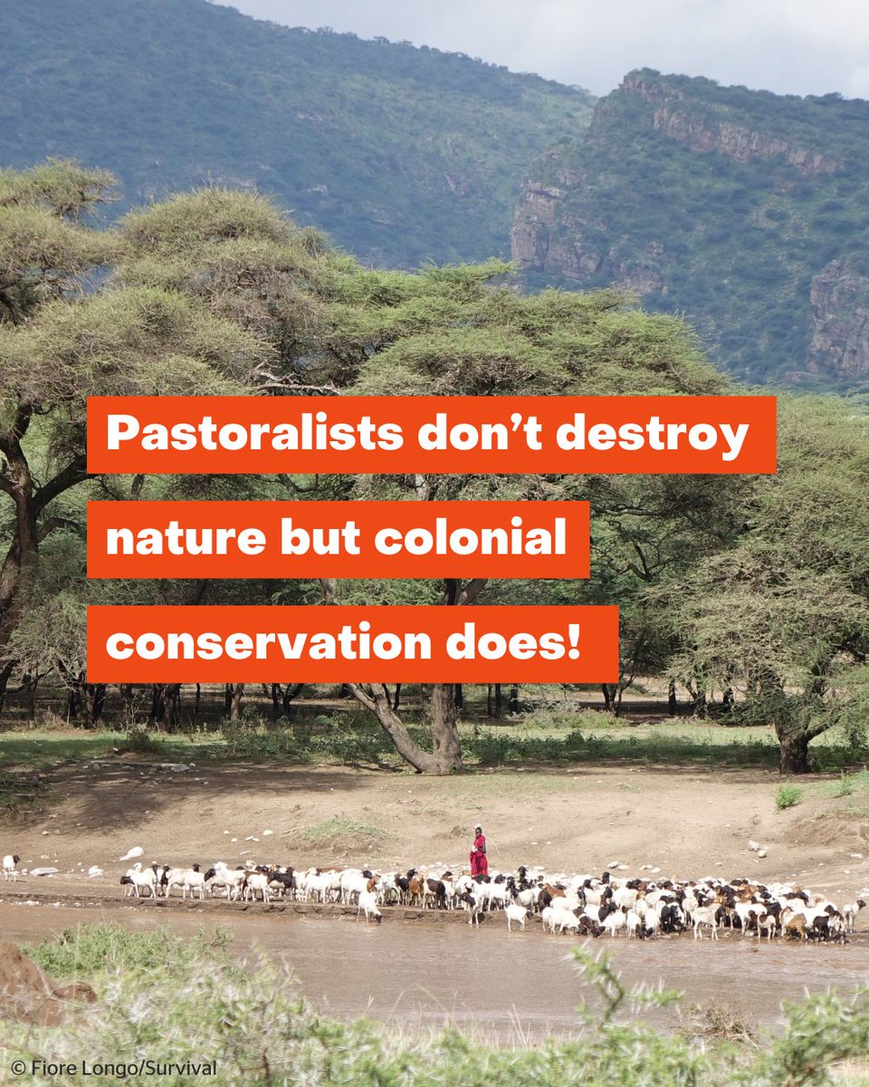 Today, conservation initiatives frequently perpetuate the misguided notion that humans and conservation cannot coexist - a belief that tragically impacts local indigenous communities such as the Maasai.

👉 pingosforum.or.tz/speakers-tour-…

#MaasaiShallNotDie #DecolonizeConservation