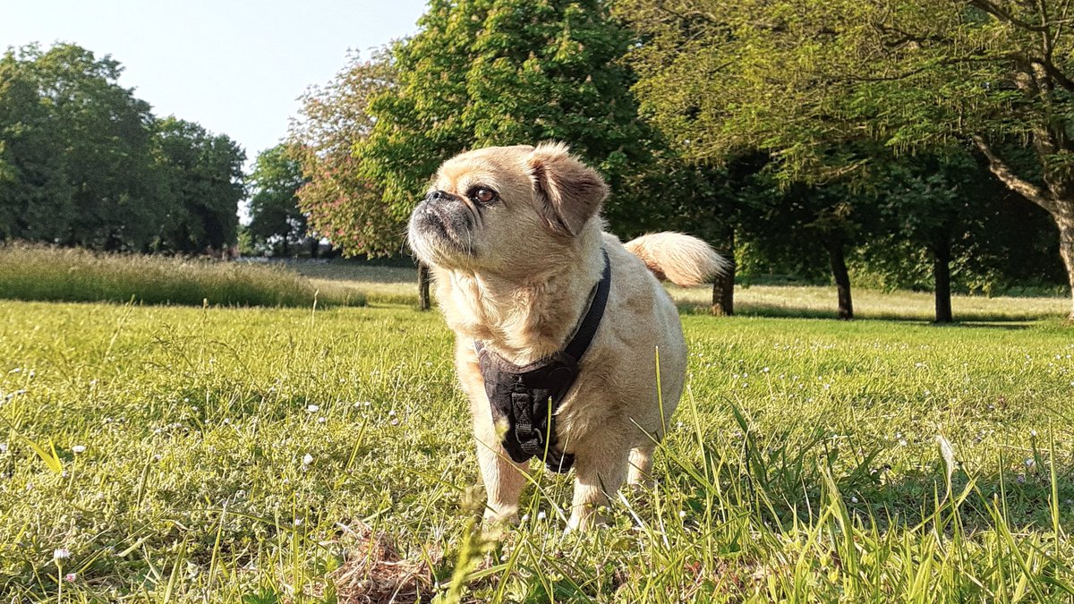 #dogphotography #dogsofinstagram #dog #dogs #hundeliebe #dogsofinsta #photography #instagram #hundefotografie #love #dogslife #doggo #Gina