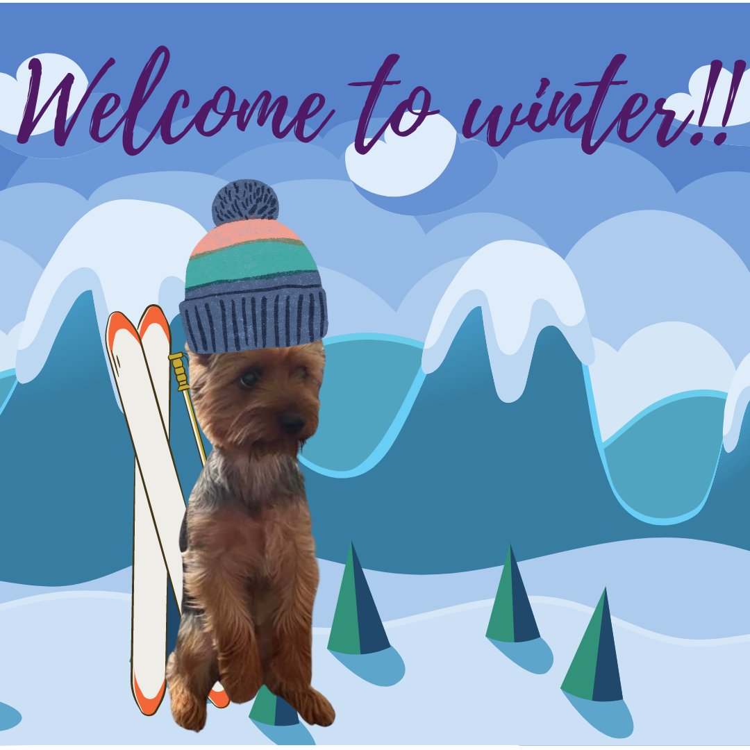 KnokeLegal's tweet photo. For the first day of winter, it's not too bad at all! Ollie the Office Dog has his snow trip booked in, his chimney is swept and the slow cooker is fired up for the season. Are you planning a trip this winter? #knokelegal #officedog #deewhy https://t.co/rl7rygpOdl