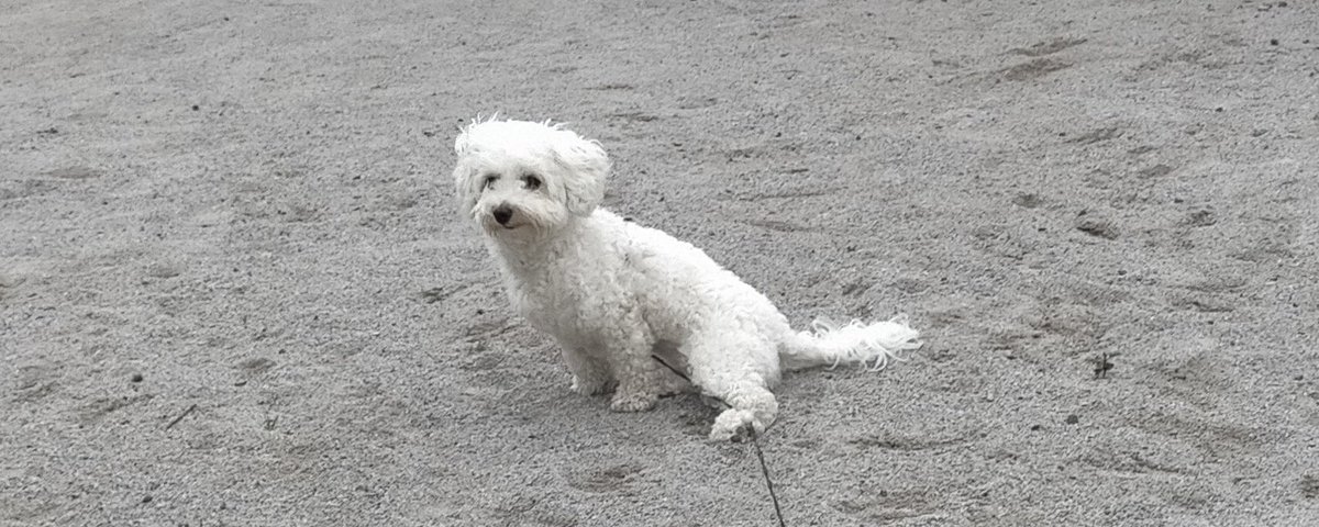 momo_malpoo's tweet photo. 今日は公園で会った人に可愛がってもらえてももさん嬉しそうでした🥺✨

#マルプー #ミックス #マルチーズ #トイプードル https://t.co/zcV3PF5skN
