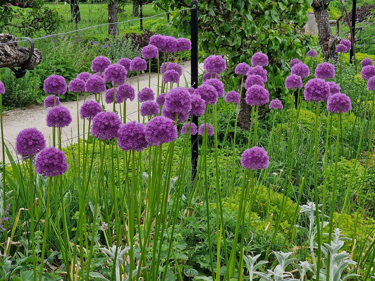 Alliums of Benningboro Hall #northyorkshire