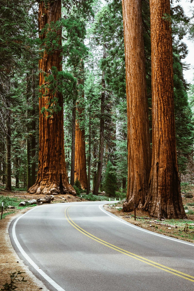 World's largest trees 🌴

Walk with nature 🌲

Redwood National park_ California