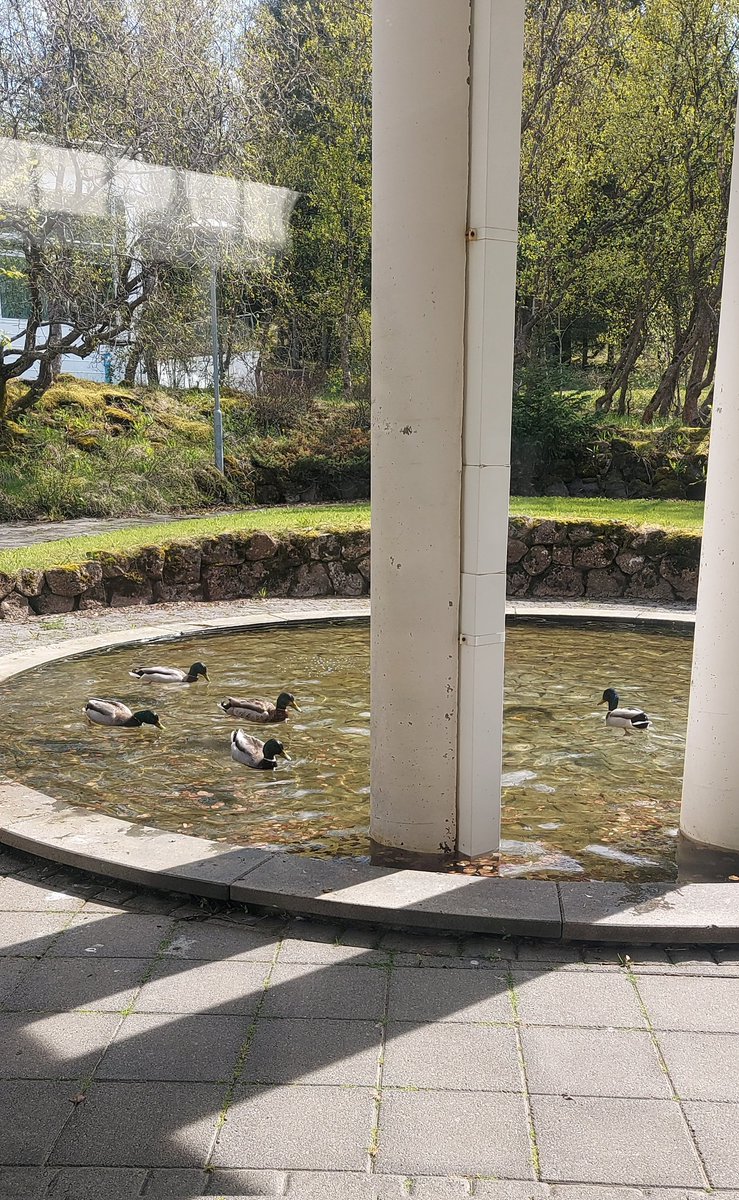 Steggjapartí á Reykjalundi.