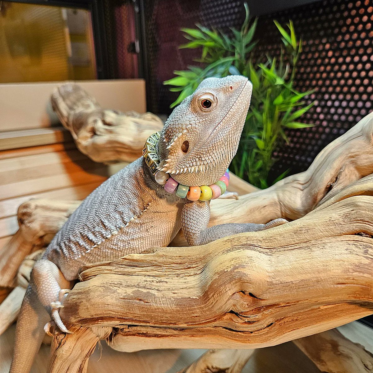 thechezoo's tweet photo. New necklace for Blizzard the bearded dragon ❤️
·
·
·
#beardeddragon #beardeddragonsofig #beardeddragonsofinstagram #beardeddragonlove #beardeddragonlife #beardeddragonsoftheday #beardeddragonswag #beardeddragonlover #beardeddragonoftheday #beardeddragonbaby #beardeddragonlovers https://t.co/xwS2IpJYE9