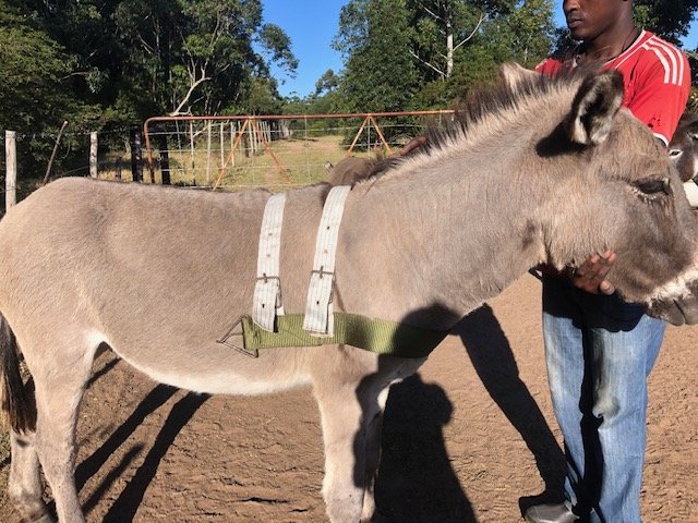 AAA’s new partner group, Blind Love, plan to commence an outreach program for working #donkeys in Grahamstown, #SouthAfrica. There is a desperate need here for #vet care, humane harnesses & owner #education. Blind Love hope to improve the lives of #workingdonkeys in this region.