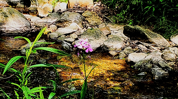 PKercher's tweet photo. New artwork for sale! - "Dame's Rocket by this Brook " - https://t.co/UErxTc5VTB @fineartamerica https://t.co/Nf9UWdAv87
