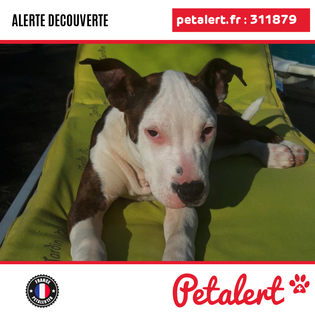 petalert_france's tweet photo. Trouvé #Chien #Sarthe #MalicorneSurSarthe #Petalert #PetAlert72 / https://t.co/22pNdu3aSU https://t.co/itjx6XFUZ3