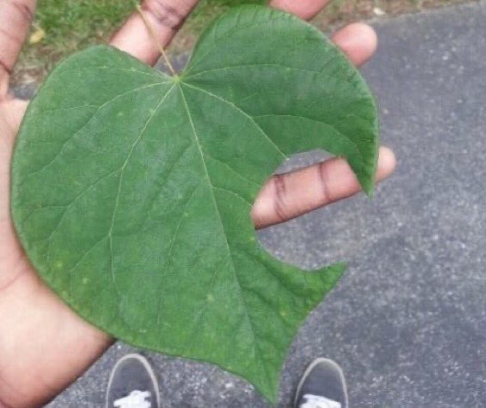 Chicos no me vais a creer me encontré un sofá por la calle 😱😱😱