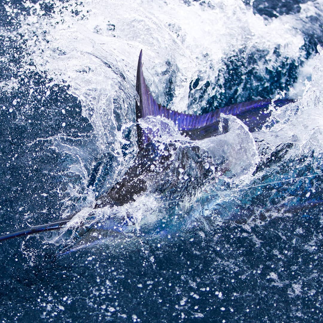 Golfito, CR - Thumper went 20-27 on Blue Marlin.