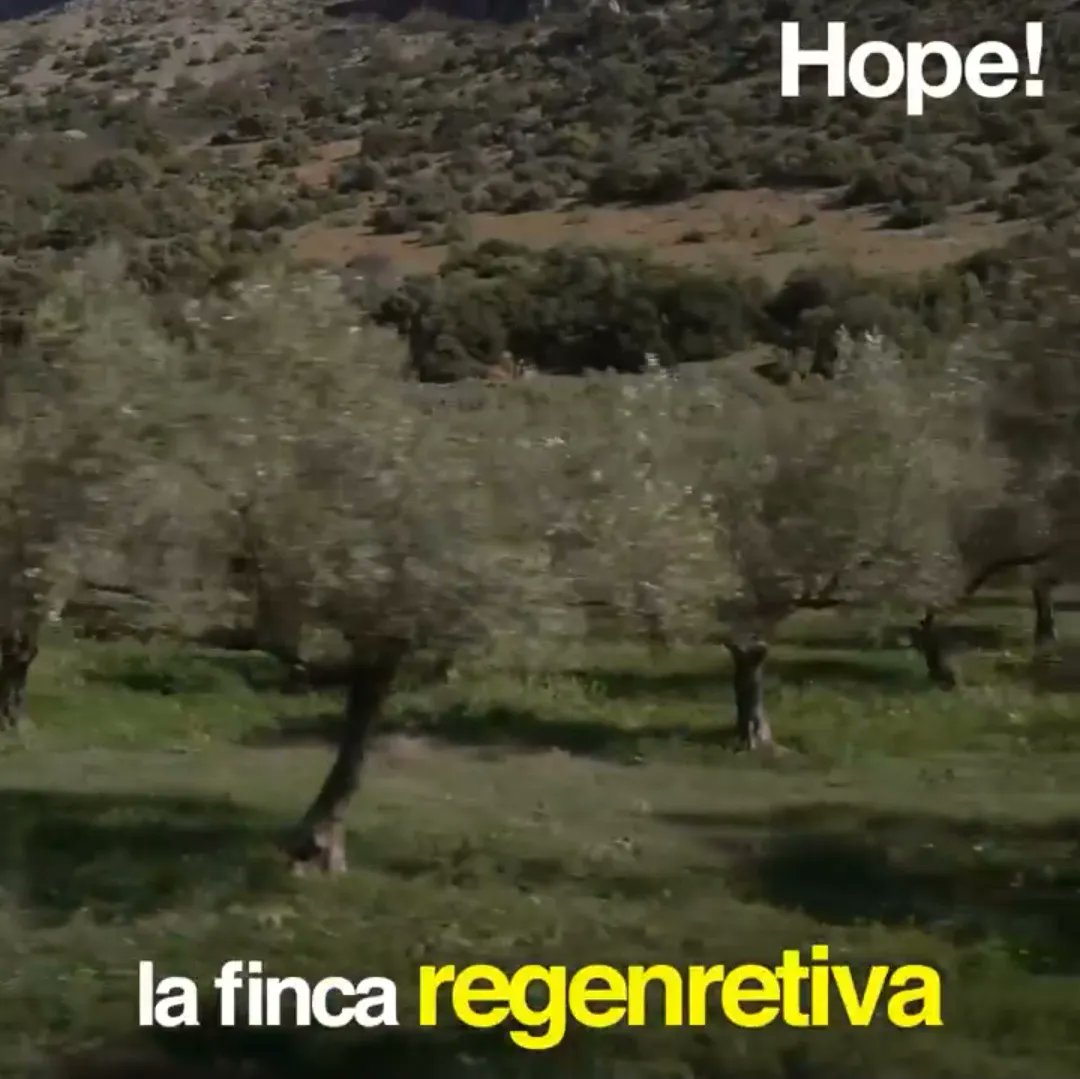 ¡Ostras, qué perlas! tweet media