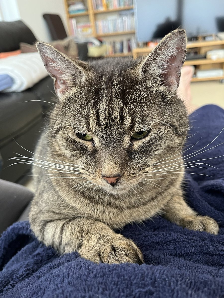 Lap-served Elevenses for a hungry little Gustronaut…many purrs and blinks #CatsAreFamily #CatsOnTwitter #CatsOfTwitter #Cats