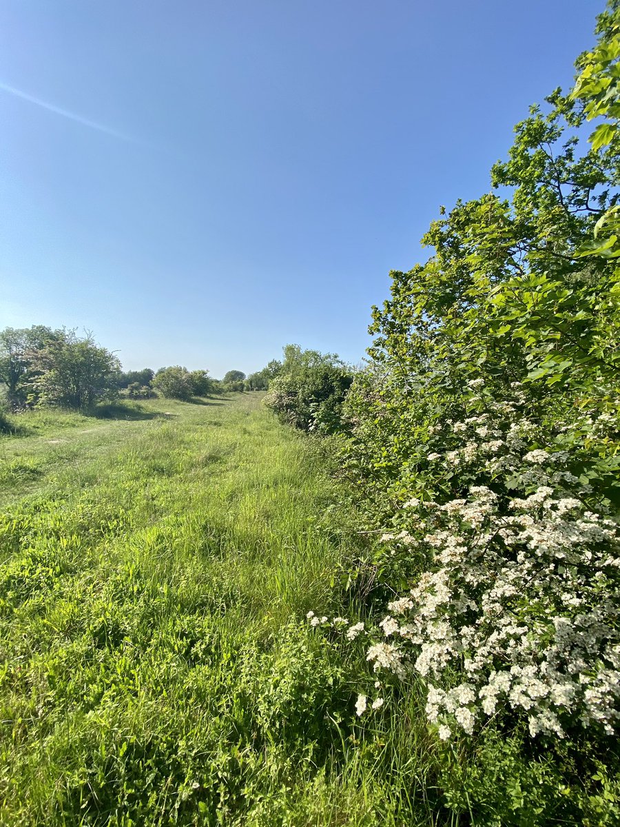 A wonderful walk at @NorfolkWT Narborough Railway Line. Common Blue, Small Heath, Holly Blue, Brimstone & Peacock #butterflies + Mother Shipton, Burnet Companion & Cinnabar #moths.