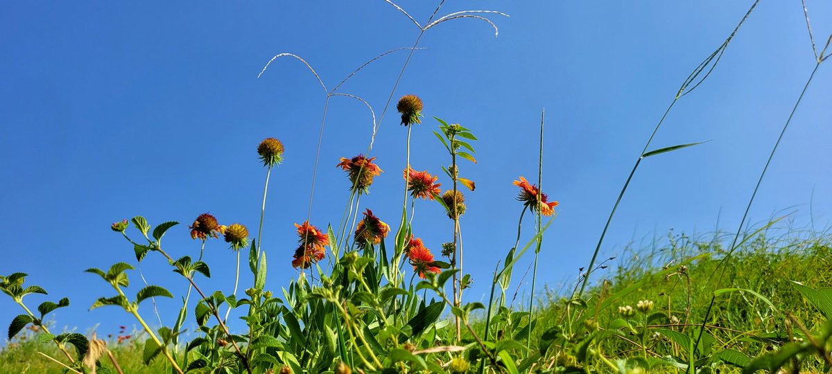 prasadnlv's tweet photo. A hot Summer https://t.co/7aKJqBvMph