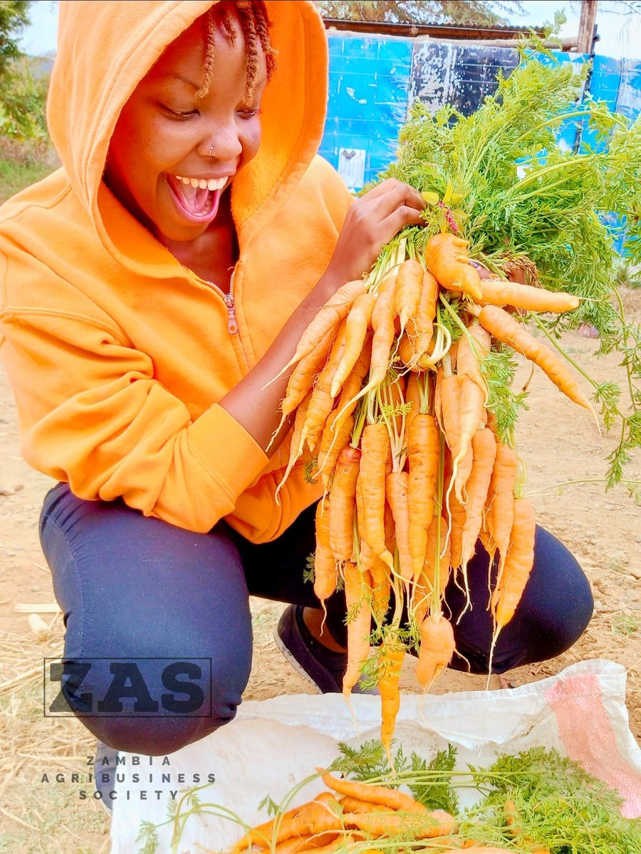 Carrot is a vegetable which is eaten raw or cooked. It is an emerging high value crop; very rich in vitamin A.

#carrot #agriculture #farming #farmlife #farmers #farmingforthefuture

zasfarming.blogspot.com/2013/07/carrot…