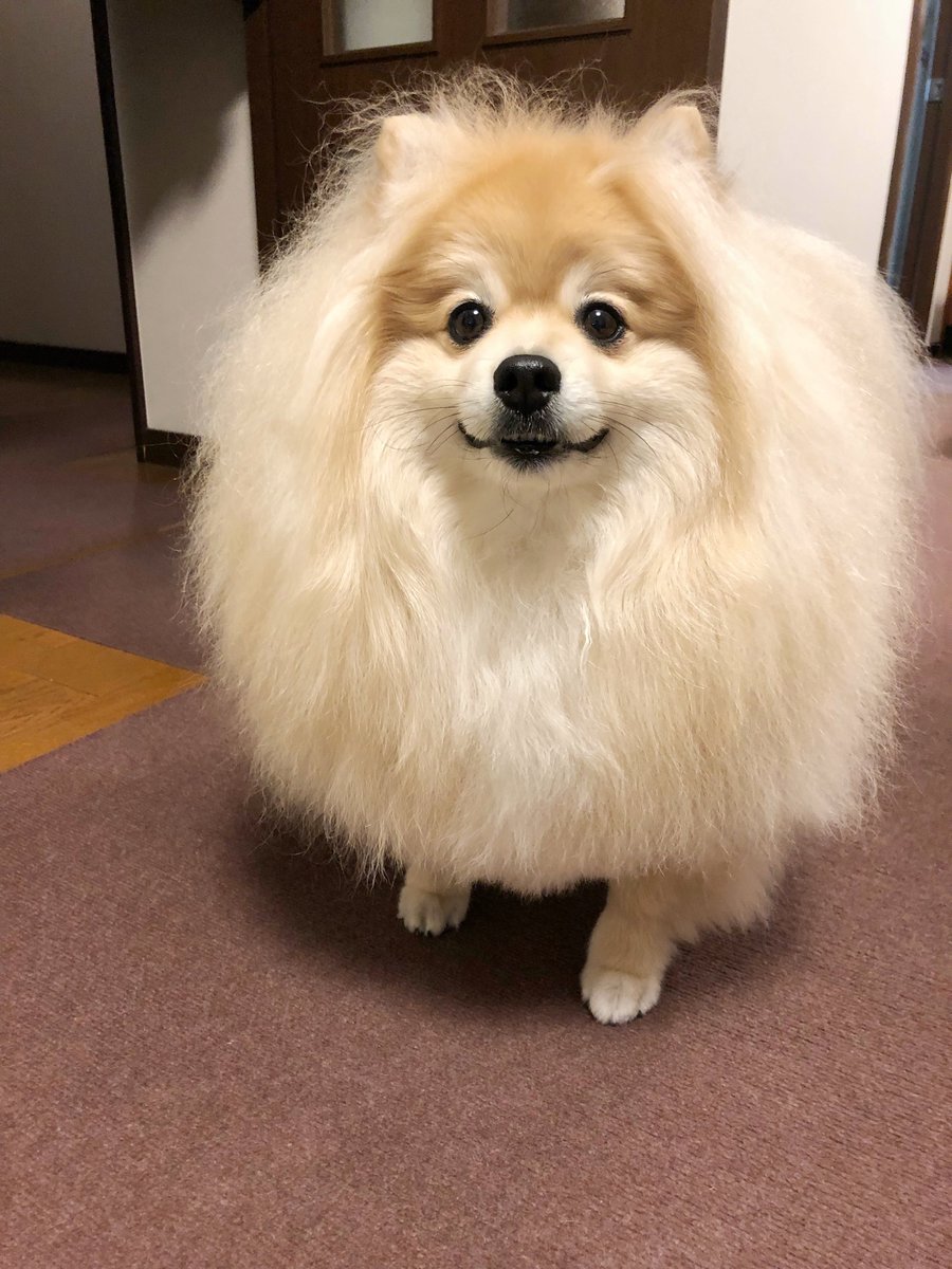 妖(よう) tweet media