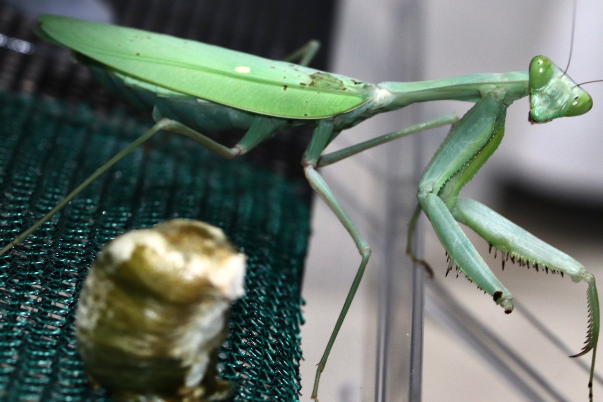 カマキリ 立体標本 - メルカリ