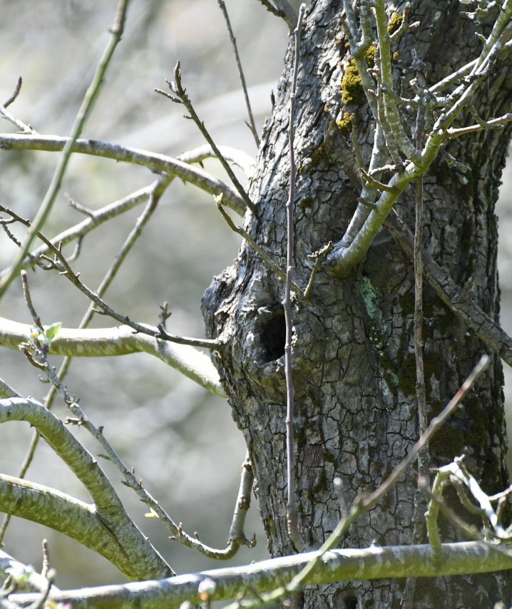 The old orchards on the outskirts of Hereford and everywhere else in the  country for that matter are valuable habitat for a variety of wildlife and at this time of year the cavities in these old trees provide homes for one of our most colourful flying treasures!