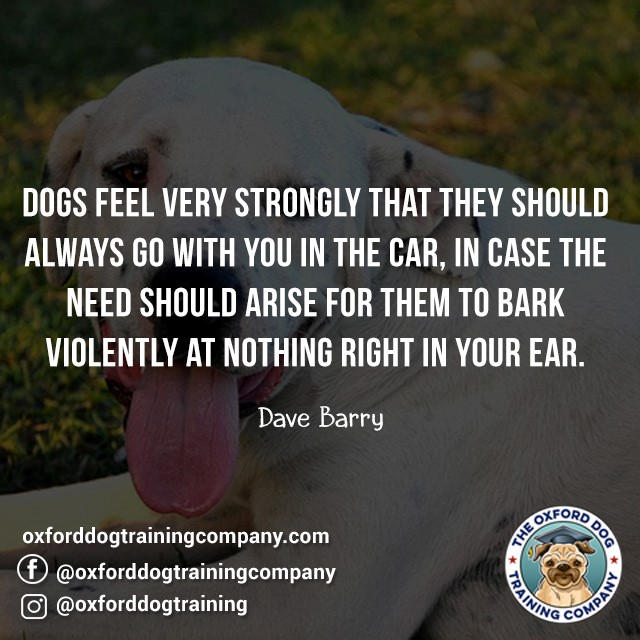 #dog #dogtraining #dogtrainingoxford #dogsarebetterthanpeople #quote #dogquote #dogs #dogtrainer #oxford #quotes #oxforddogtraining #oxforddogtrainingcompany