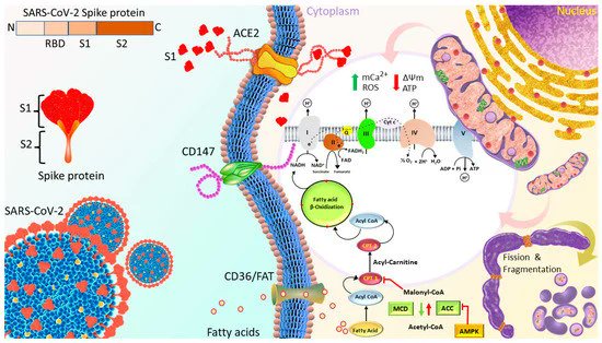 COVID-19 HEARTBREAKER ! 😨
'Spike Protein Impairs Mitochondrial Function in Human Cardiomyocytes: Mechanisms Underlying Cardiac Injury in COVID-19'
mdpi.com/2073-4409/12/6…
Proposed mechanisms through which S1 induced cardiac mitochondrial dysfunction which leads to cardiac injury