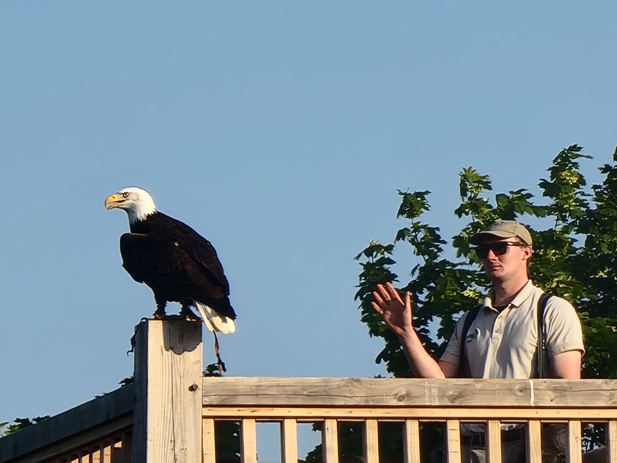 suzannewhiteuno's tweet photo. What a spectacular evening at 'Sunset at the Trust'! Thank you @HawkConservancy.
#HawkConservancy #BirdsOfPrey https://t.co/EZYBsVf6Z0