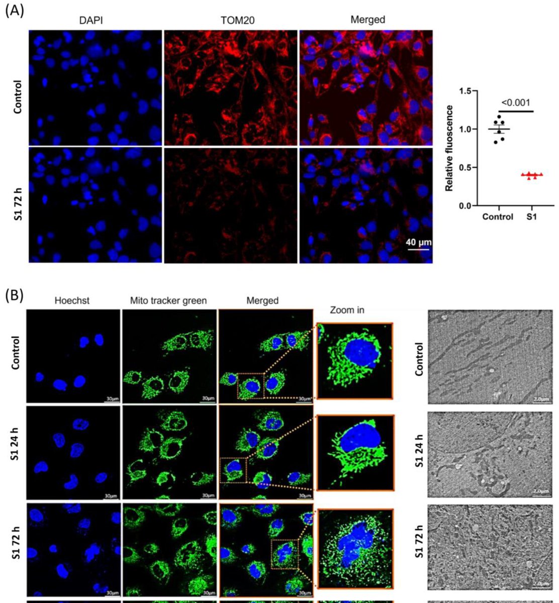 3) Fig. The effects of S1 on mitochondrial dynamics.