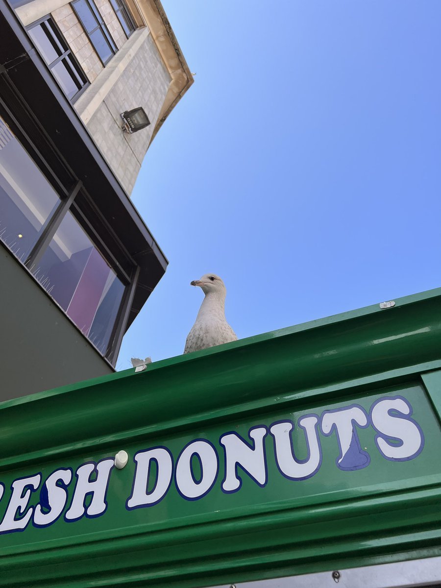 I’m here to talk about our lord and saviour…… donuts 🍩 

#urbanBirding #gotAnyChipsPal 

@_charliebingham