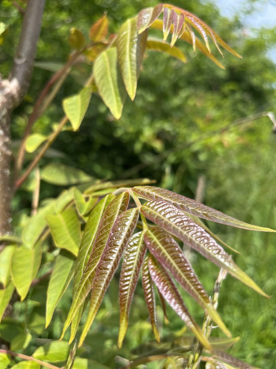 Toona Sinensis. #voedselbosketelbroek