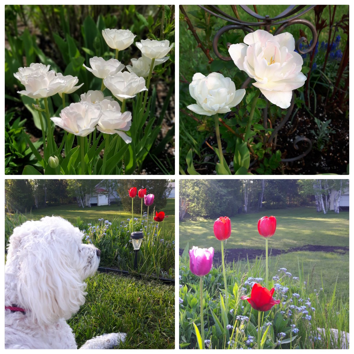 It's tulip time!