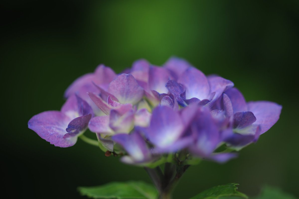 オープン撮影の紫陽花を黒バックで カメラ　　NikonD5 レンズ　　マイクロニッコール 　　　　　200㎜F4　解放撮影 ISO　　　100で撮影 W.B　　　オート 補正　　　－0.7段 #TLを花でいっぱいにしよう　#Nikon　#ファイダー越しの私の世界　#写真好きな人と繋がりたい　#紫陽花