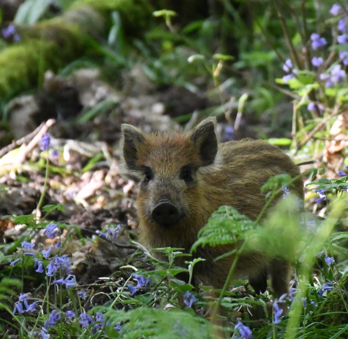 Single fallow doe looking for a quiet private place to give birth.
Some of the boar have already done so as this inquisitive youngster confirms.